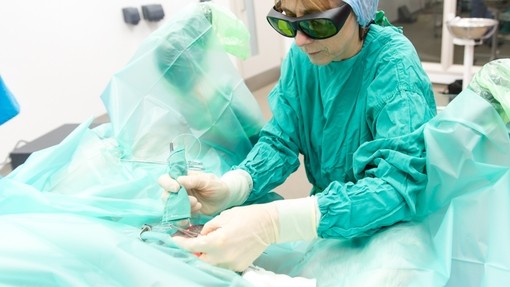 A veterinarian performing laser sarcoid removal