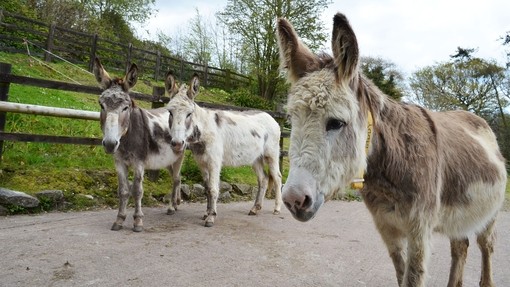 An image of three white and grey skewbald donkeys standing in an outdoor concrete paddock.