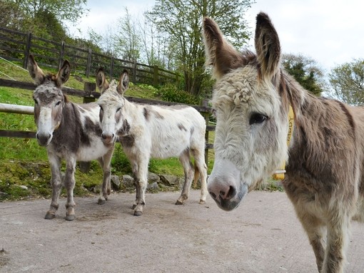An image of three white and grey skewbald donkeys standing in an outdoor concrete paddock.