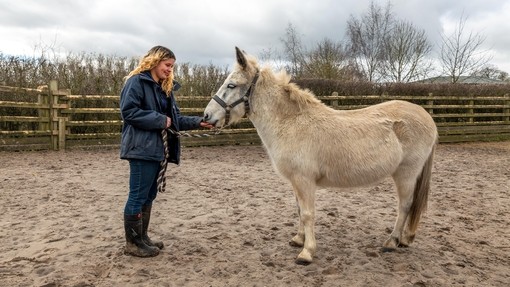An image of a white mule stood sideways facing a girl who holds out her hand towards the mule's mouth.