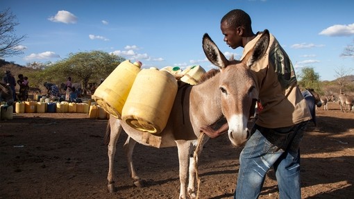 An image of a man loading his donkey with water cans in Kenya.