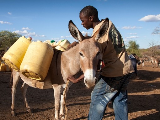 An image of a man loading his donkey with water cans in Kenya.