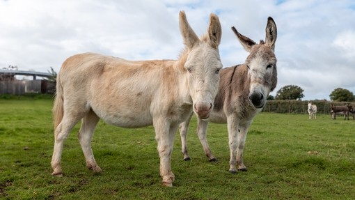 A white donkey with blue eyes stood slightly in front of a grey donkey in a big outdoor paddock.