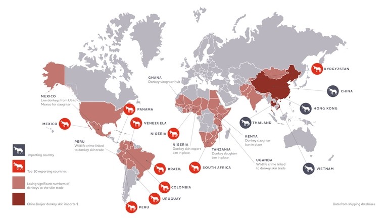 Map of donkey skin importers and the top ten exporters. Importing countries are China, Hong Kong, Vietnam and Thailand. Top ten exporters are Mexico, Panama, Venezuela, Brazil, Colombia, Uruguay, Peru, Nigeria, South Africa and Krygyzstan.