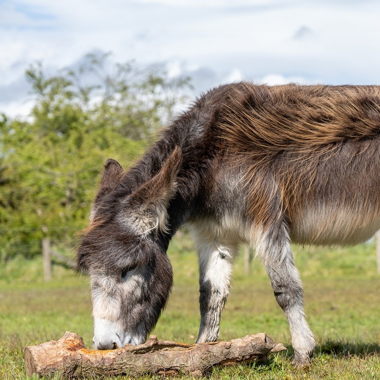 A brown donkey smelling a wooden branch