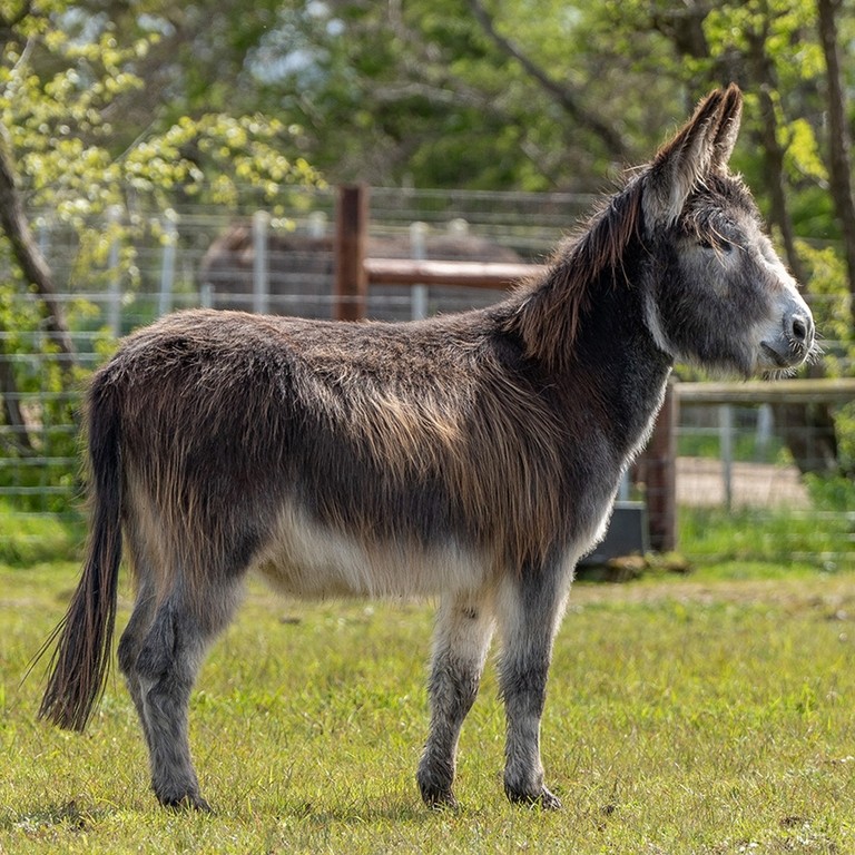 A brown donkey stood in a field