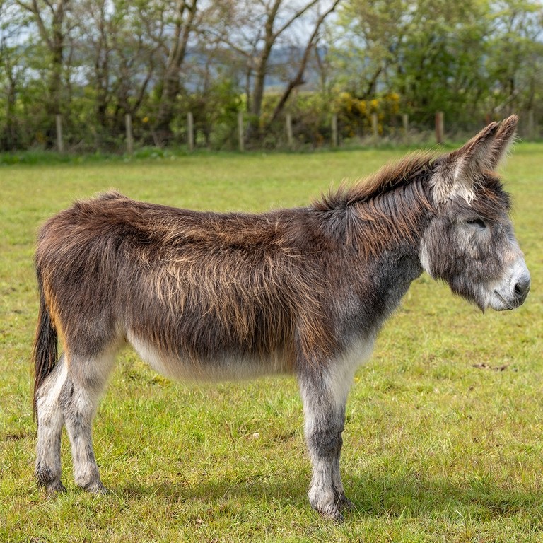 A brown donkey stood in a field