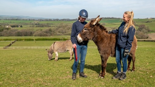 An image of a brown donkey stood between two women who look at the donkey lovingly, while stood in an open field with a grey donkey grazing behind.