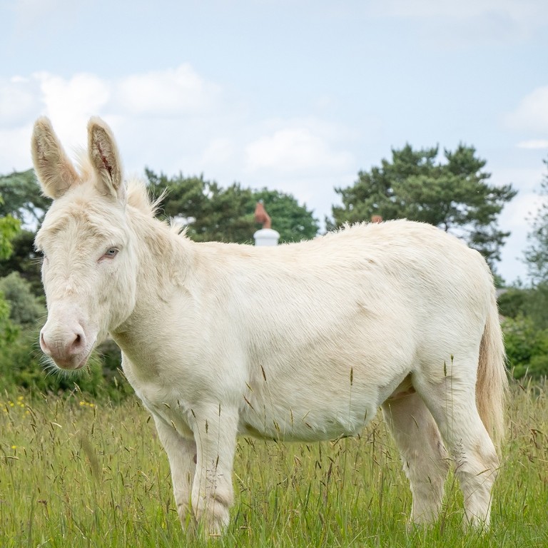 A white donkey with blue eyes in a field