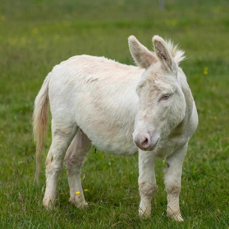 A white donkey with blue eyes in a field