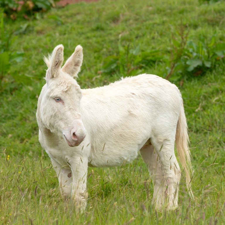 A white donkey with blue eyes in a field