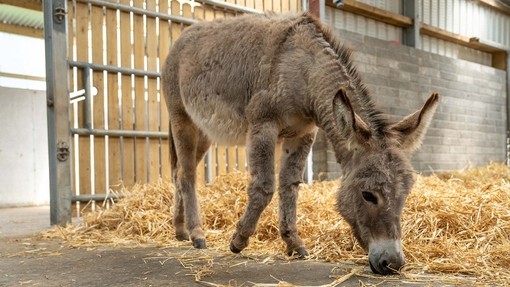 A small grey donkey grazing on straw inside an eclosed shelter