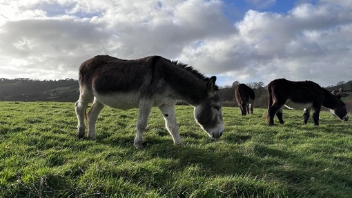 Three donkey grazing on grass in a wide open field.