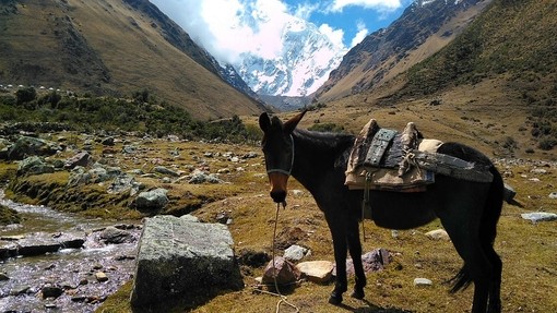 A mule in the Andes mountains