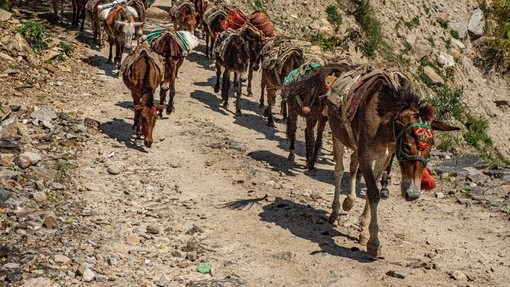 A line of mules walking behind one another on a dirt track on the site of a valley.