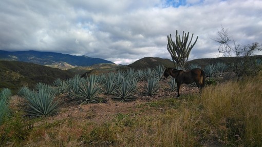 A mule standing amongst agave plants and cacti in Mexico.