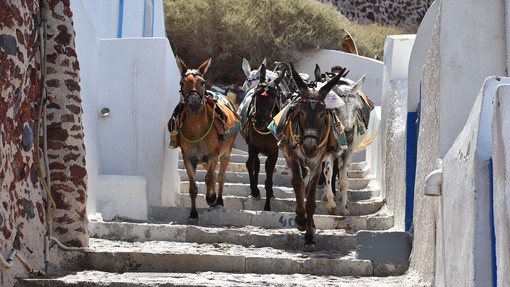 Six mules used for passenger rides walking down the steps in Santorini