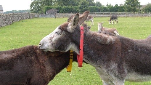 Two dark grey donkeys wearing red collars resting their heads on each others necks as they mutually groom each other.