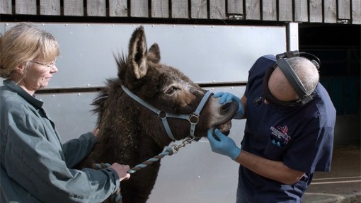 A new arrivals donkey stands between two staff members to have a dental check