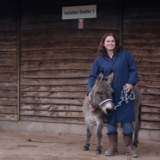 A new arrivals donkey with groom