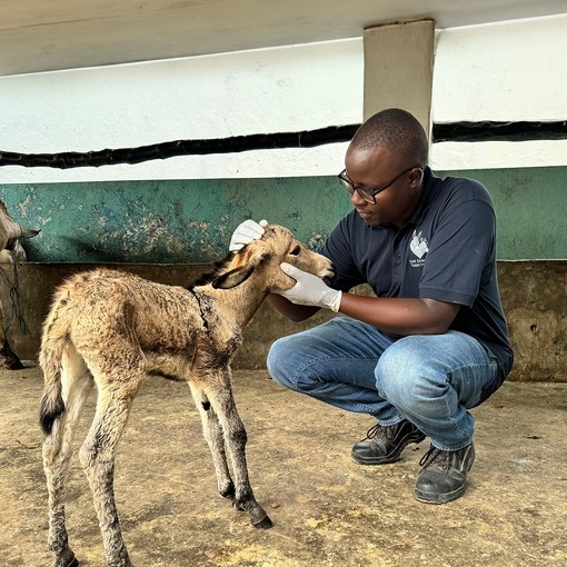 Obadiah checking a donkey foal.
