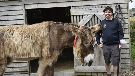 A light brown poitou donkey wearing a red collar stood nest to a man in front of a wooden stable.