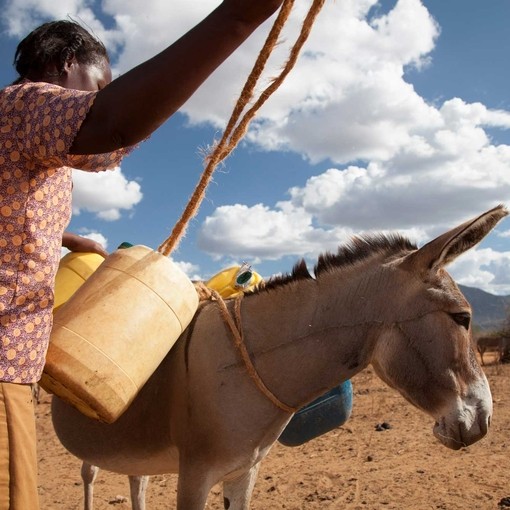 A donkey owner loading her donkey with water containers.