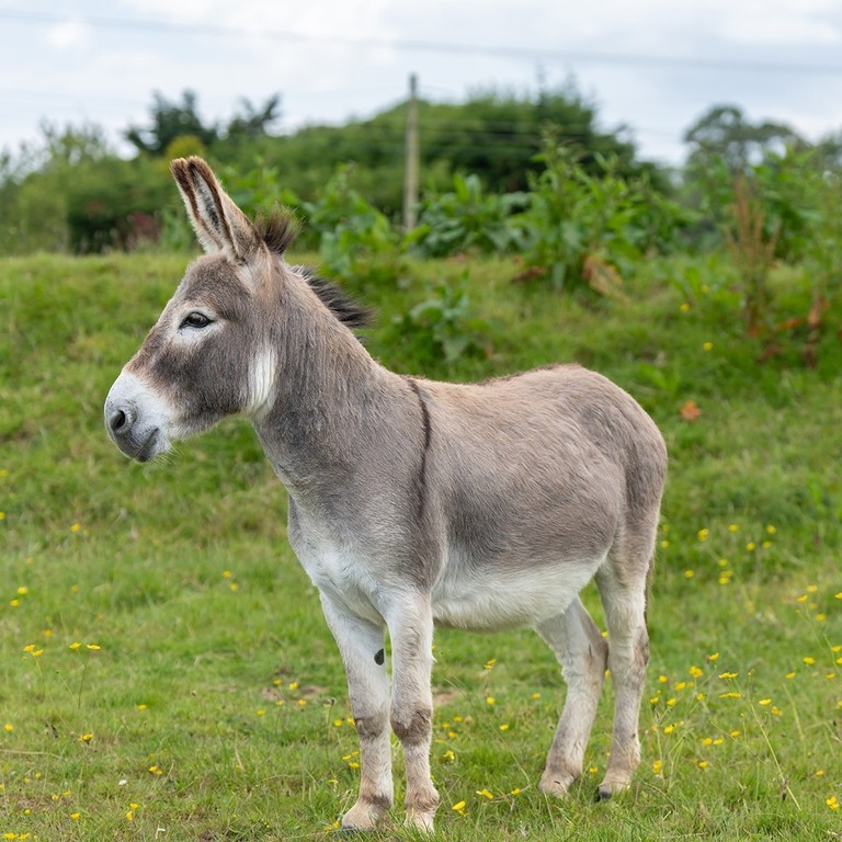 A grey donkey in a field
