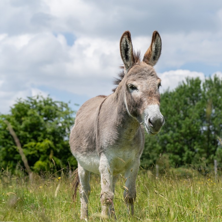 A grey donkey in a field