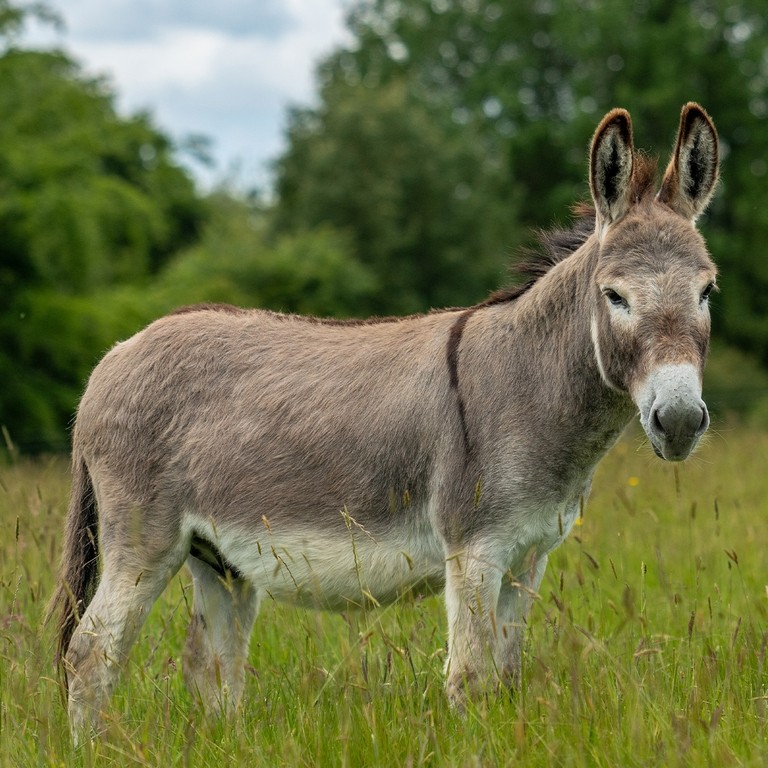 A grey donkey in a field