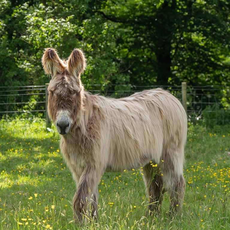 A brown Poitou donkey stood in a field