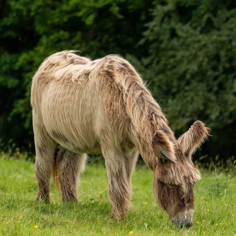 A brown Poitou donkey stood in a field