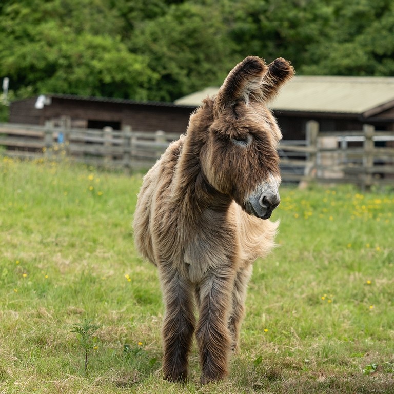 A brown Poitou donkey stood in a field