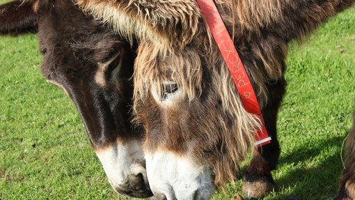 A close-up image of a light brown Poitou donkey wearing a red collar grazing on grass next to a dark brown donkey with a white nose.