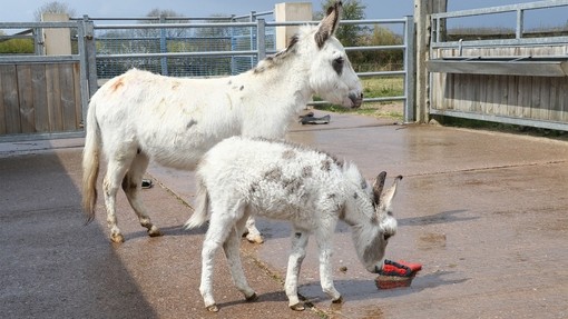 A white donkey with light brown spots stood behind a small white and brown donkey foal smelling a welly boot.