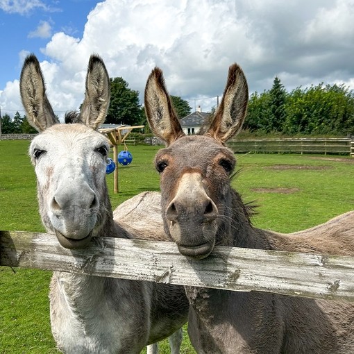 An image of a light grey donkey and a light brown donkey looking forward with their heads resting on a wooden fence.