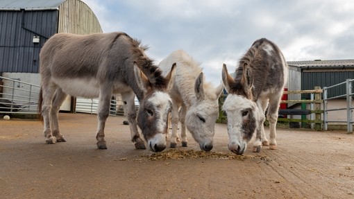A grey donkey, a white donkey and a white and grey skewbald donkey stood together grazing in their paddock.