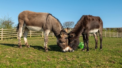 A grey donkey stood on the left of a dark brown donkey as they both graze in a field surrounded by a wooden fence