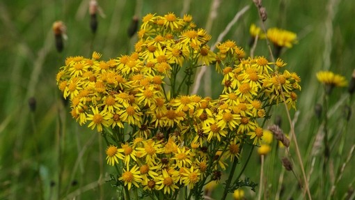 Ragwort