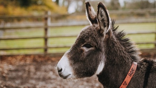 Ralph the donkey at our Sidmouth sanctuary