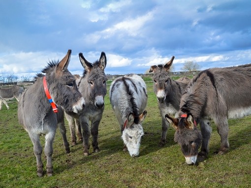 An image of five grey donkeys in an outdoor grass paddock.