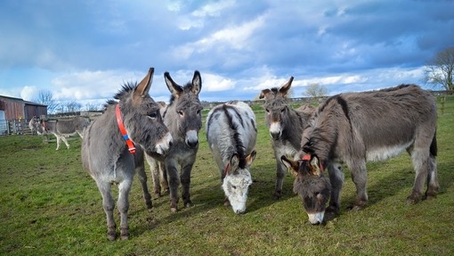 An image of five grey donkeys in an outdoor grass paddock.