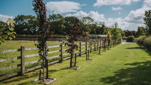 An image of a neat grass path lined with small trees and wooden fences.