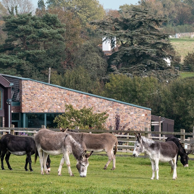 An image of a group of donkeys grazing in a large outdoor paddock with a stone building and blue flag behind them.