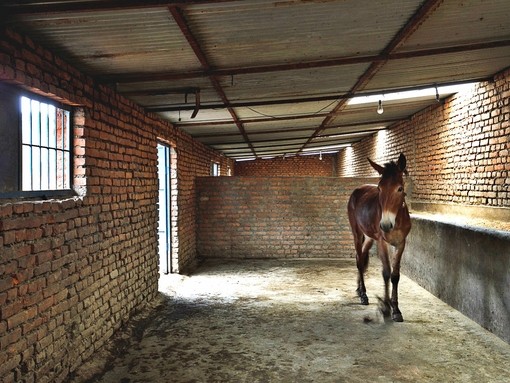 An image of a brown mule stood in a shelter at a brick kiln.