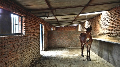 An image of a brown mule stood in a shelter at a brick kiln.