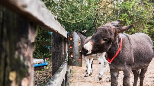 An image of a dark brown donkey wearing a red collar licking a wood enrichment toy attached to a wooden fence.