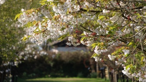 A close up image of a tree with pink flowers hanging over a grass walkway.