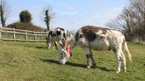 Two skewbald donkeys grazing