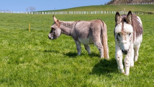 Two donkeys in lush green grass field with bight blue sky.